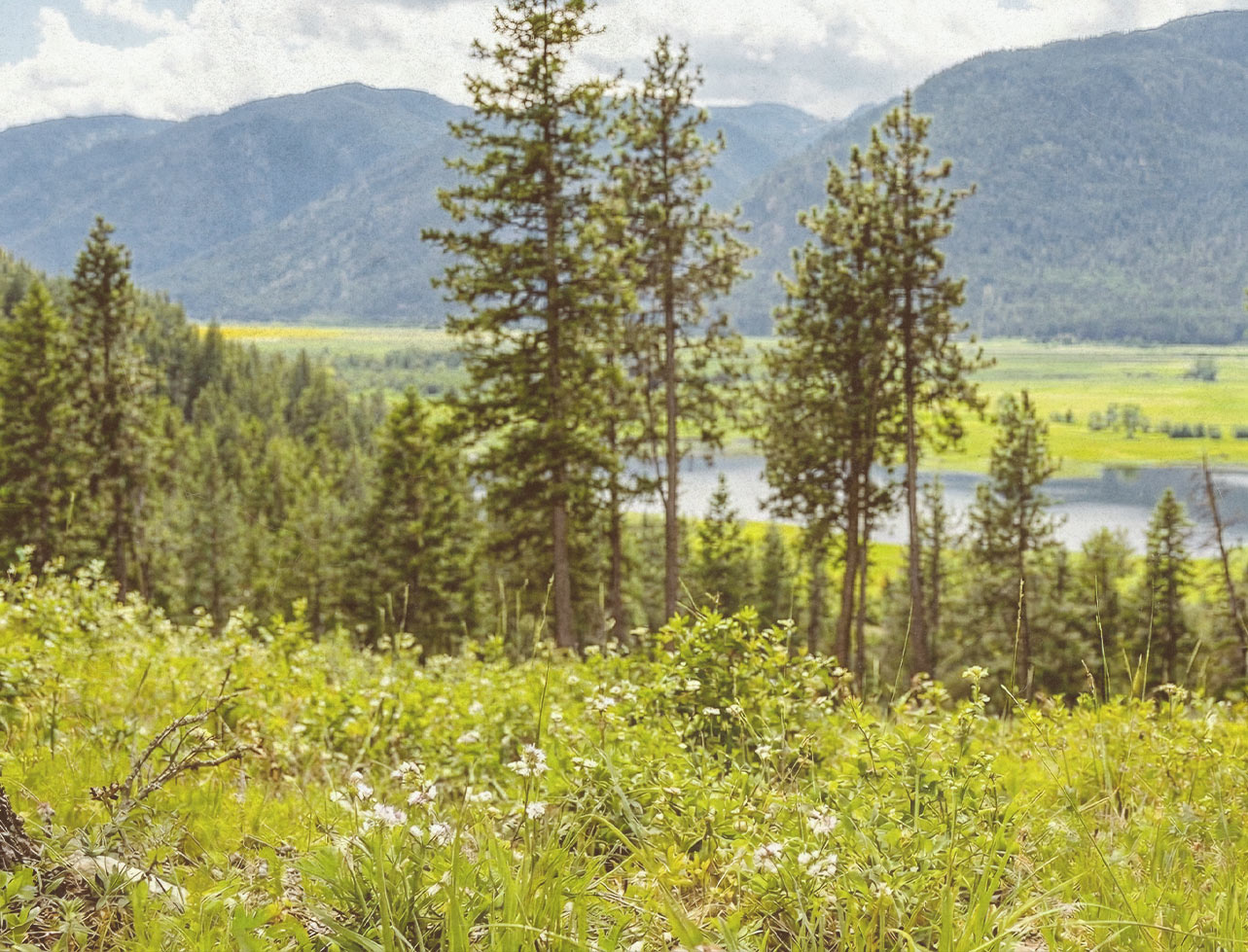 Lush alpine hillside with wildflowers and pines overlooking a quiet lake and layered mountain landscape.