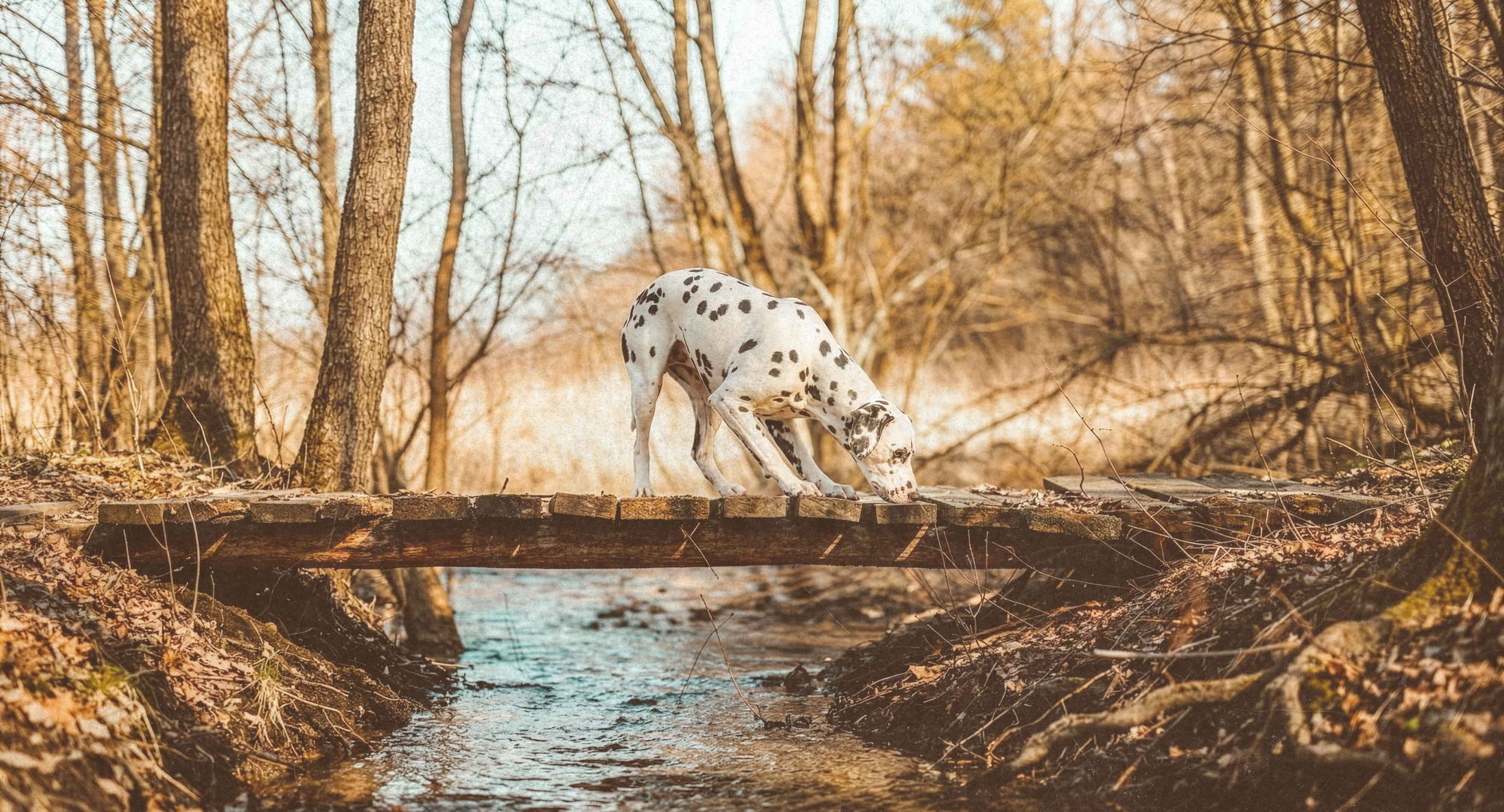 Dalmatian dog sniffing a wooden bridge over a shallow creek, surrounded by brown and orange autumn leaves in a forest.
