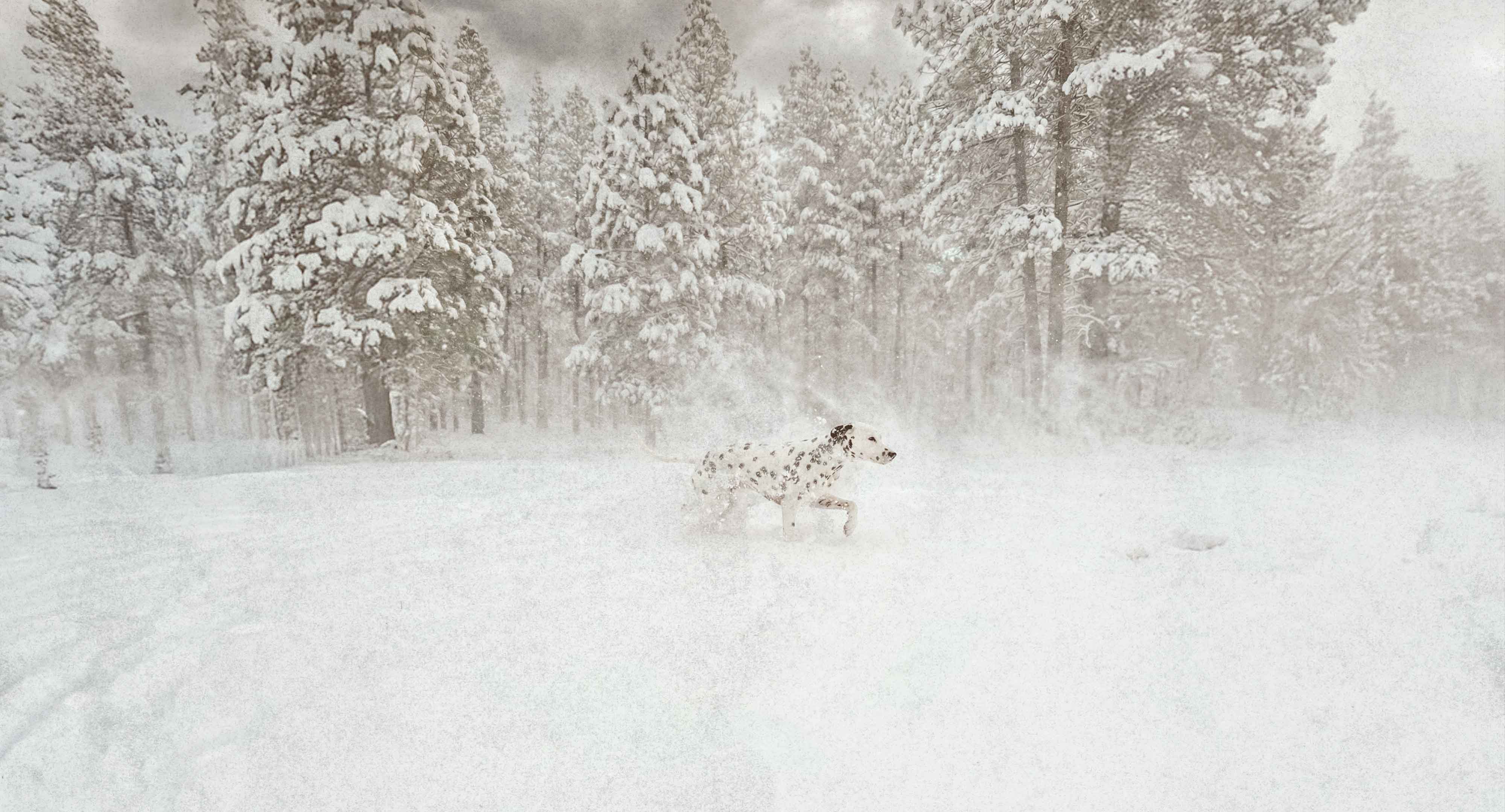 Dalmatian dog running through deep snow in a winter forest, with snow-covered trees and powder kicking up around it.