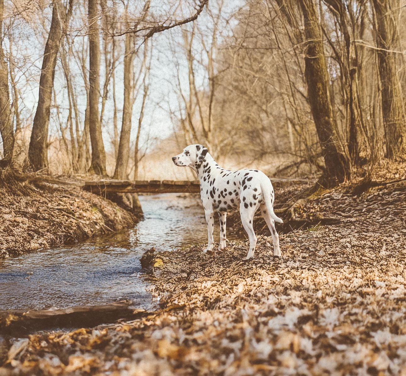 Dalmatian dog standing near a small stream in a bare forest covered in brown leaves.